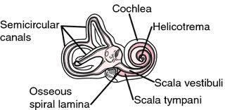 cochlea Vestibular canal tympanic canal Remaining pressure: transmitted through