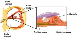 On both sides of the cochlear duct are membranes Top Reissner s membrane Bottom Basilar membrane Appears to differentially displace in response to frequencies of sound.