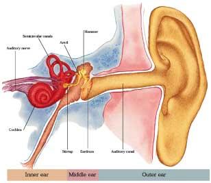 Auditory Canal Is basically a tube Has a dip near the eardrum Can fill with water when swimming Can also fill with wax and other things Never put anything in