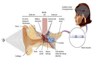 Eustachian Tube Connects the middle ear to the throat Is designed to keep air pressure on each side of the eardrum the same Does not do this fast Changes in altitude will cause differences in