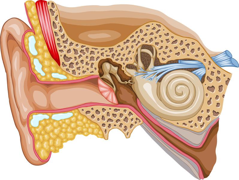 Figure 1. Diagram of the inner ear and a word list for labeling.