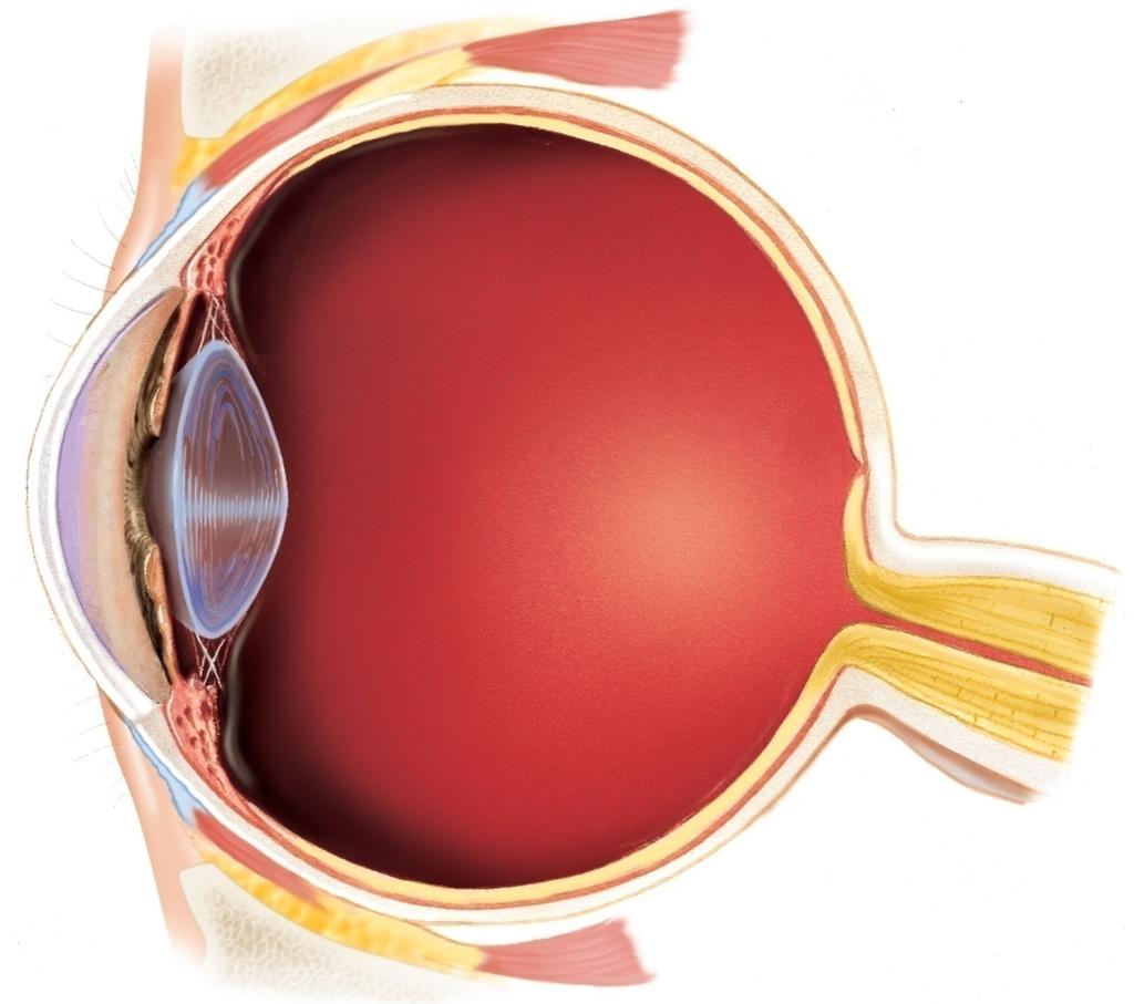 Ciliary body Suspensory ligaments" Iris Lens Pupil Cornea Aqueous humor" Lateral rectus Retina Choroid coat Sclera Vitreous humor