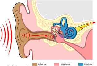 Sound stimulus Sound waves travel down the ear canal Hit the tympanic membrane (ear drum) It vibrates with the sound wave Ossicles The tympanic membrane is connected to a small bone