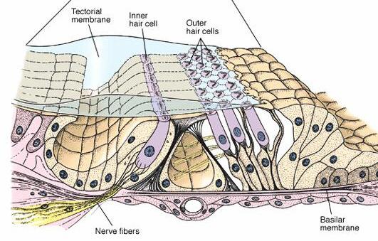 Basilar membrane This membrane