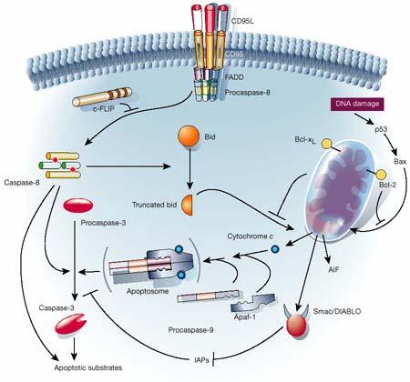 Apoptotic Pathways The extrinsic death-receptor pathway TNF