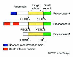 Caspases: the central executioners All caspases are zymogens, composed of three domains.