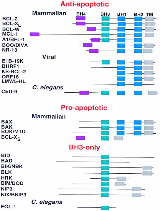The Bcl-2 family of Proteins Pro- and anti-apoptotic members localize to separate subcellular compartments.