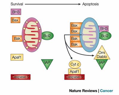 Mitochondrial Integrity Model (Bcl-2 survival activity) Cory & Adams (2002) Members of the Bcl-2 family control permeability of the OMM.
