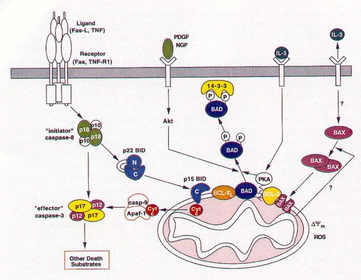 Apoptotic and Survival Pathways Involving
