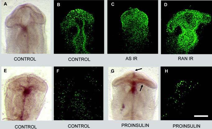 Deregulation of apoptosis leads to embryonic