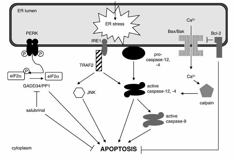 ER Stress induced apoptotic pathways