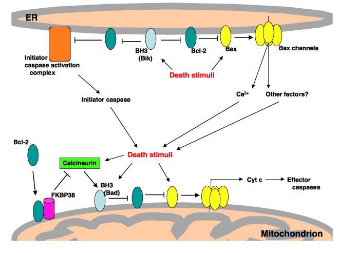 Apoptotic pathway from the mitochondria and