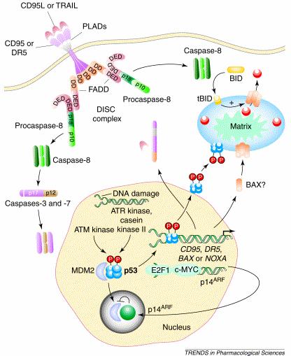 p53-mediated Apoptosis Models of p53 action: Transcriptional upregulation of proapoptotic genes Pro-apoptotic Bcl-2 members Death