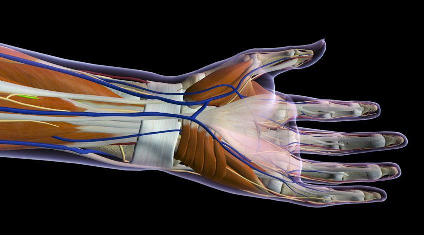 Acupuncture Stops Carpal Tunnel Wrist Pain, Restores Dexterity Published by HealthCMI on 27 January 2018. Acupuncture is an effective treatment modality for patients with carpal tunnel syndrome.