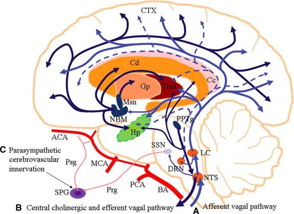 Central nervous system influence of vagus nerve