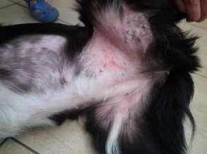 53 54 Vesicular Cutaneous Lupus Erythematosus in collies and shelties Cutaneous ulcerative autoimmune disesae with