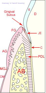 ALVEOLAR BONE The alveolar processes are the parts of the mandible and maxilla that form and support the tooth sockets.