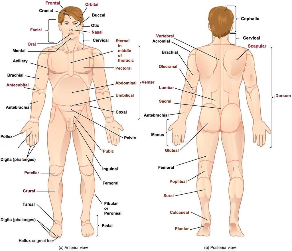 #1 Step 1. Review Key Concepts: Body Surface Regions Discussion of the Body Surface Regions: Use your Wordlist to know which you are responsible for!