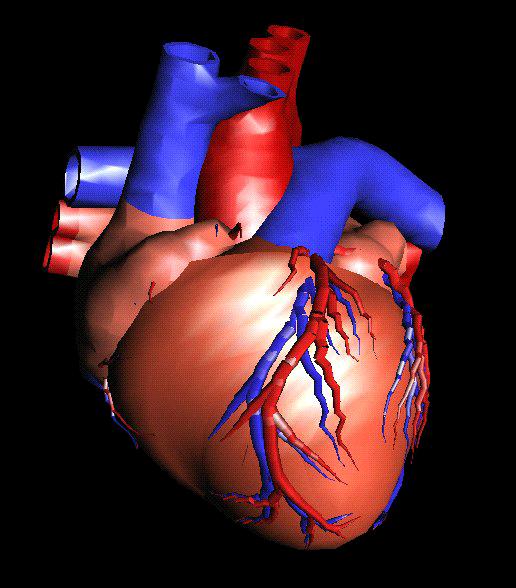 The Heart Aorta Pulmonary Artery Pulmonary