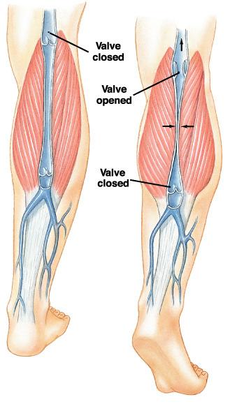 FACTORS PROMOTING VENOUS RETURN 1. THE HEART ACTIVITY maintaining the pressure gradient by pumping (vis a tergo) sucking (vis a fronte) 2. MUSCLE PUMP+ VALVES 3.