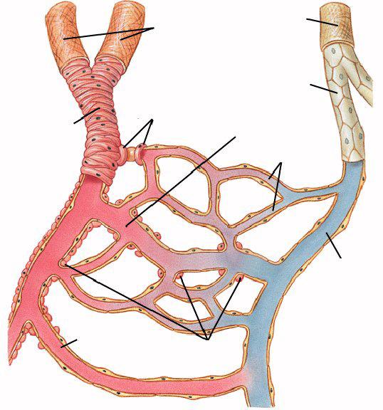 Arteries Vein Venule Arteriole Precapillary sphincters Metarteriole Capillaries