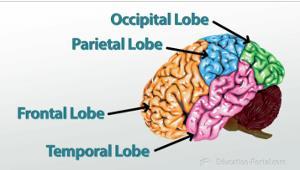 And, the occipital lobe of your brain