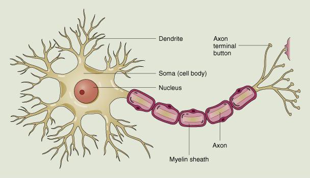 neuron axons of sensory receptor neurons dendrites of target neurons membrane is