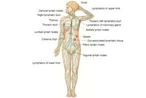 Lymphatic System Chapter 14 Components Lymph is the fluid Vessels