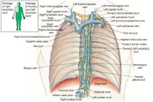 Channels of Lymphatics Left and right lymphatic ducts empty into
