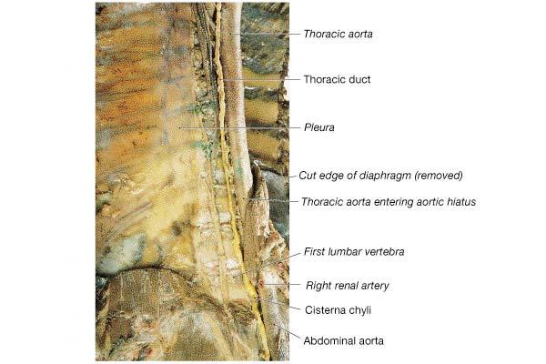 Lymphatic Vessels of the Trunk Diffuse lymphatic tissue No capsule