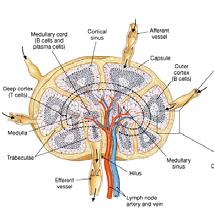 fibrous capsule Divided into compartments Sinuses Produce lymphocytes Lymph enters nodes through afferent lymphatics, flows through sinuses, exits through