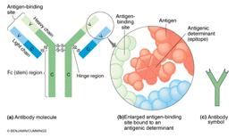disease-causing organism or its toxin (antigen).