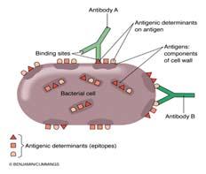 Antigen stimulates the formation of specific antibodies Antibodies bind to the antigen Forms an antigenantibody complex The formation of the antigen-antibody complex ultimately leads to inactivation
