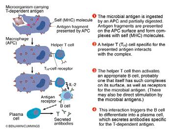 Antigens & Antibody Production Disorders of the Immune System Allergy Autoimmune diseases Severe