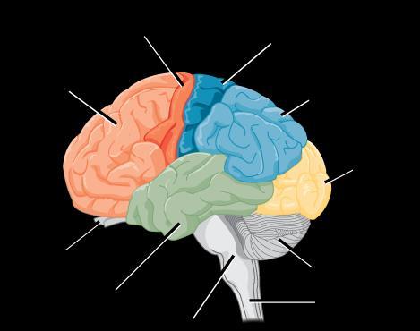 Occipital Lobe Location: back of cerebral cortex Functions: vision and visual association left side ~ right visual