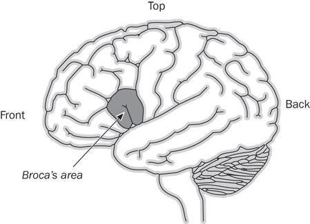 Broca s Area An area of the cerebral motor