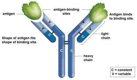 d) Antibodies = immunoglobulins i.