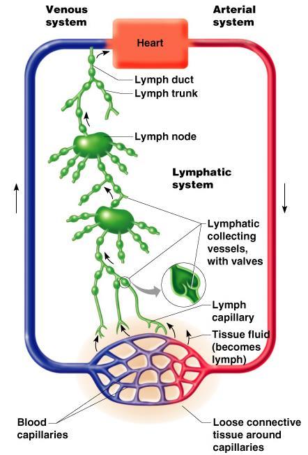 Lymphatic Vessels Lymphatic collecting vessels (continued) Returns fluid to
