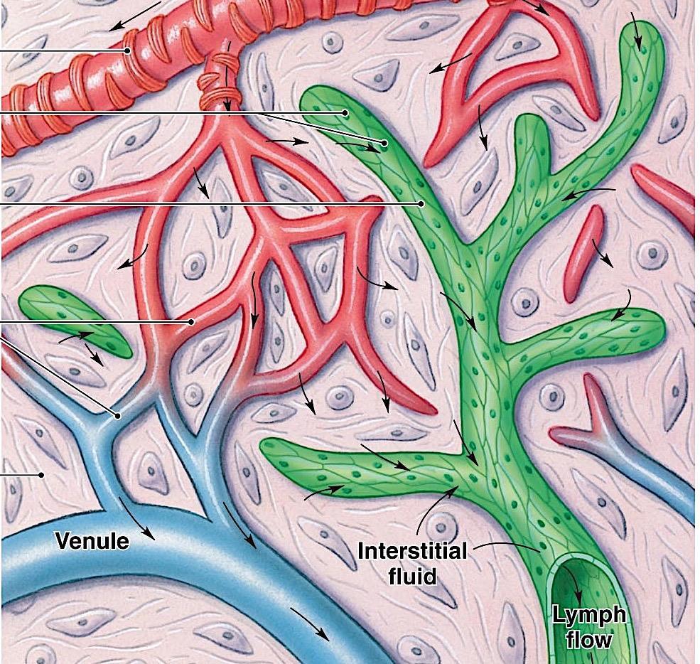 FUNCTION OF THE LYMPHATIC SYSTEM Returns the following from the interstitial fluid (ISF) to the circulation