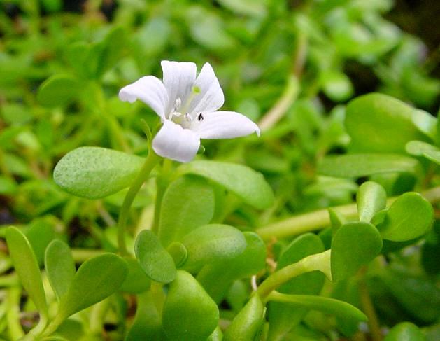Bacopa monnieri is one of the most honored medicinal plant in Ayurveda and has been used traditionally since 3000 years.. ye eefïe.. ces³ee.. mce=efleòeoe.. (Yee. Òe.