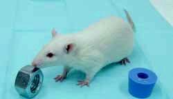 BacoMind using object recognition test in rats Animals 42 albino Wistar rats (150-175 g) of either sex 0.45 0.4 Test material Dose & duration Results BacoMind 27, 40 and 54 mg/kg for 7 days.