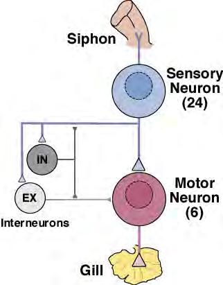The Gill Withdrawal Reflex has a Simple Stereotypical Neural Circuit.