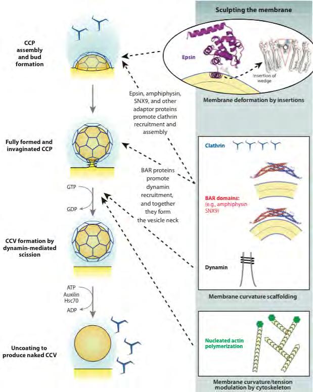 Overview of clathrin-mediated endocytosis Accessory and adaptor proteins promote clathrin nucleation on the plasma membrane and some help deform membrane.