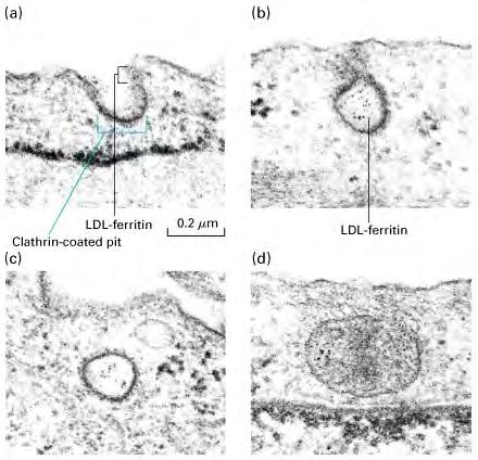 Receptor-mediated endocytosis via clathrin-coated pits and vesicles Endocytosis: Internalization of lipids, integral membrane protein, and extraceullar material via membrane vesicles.