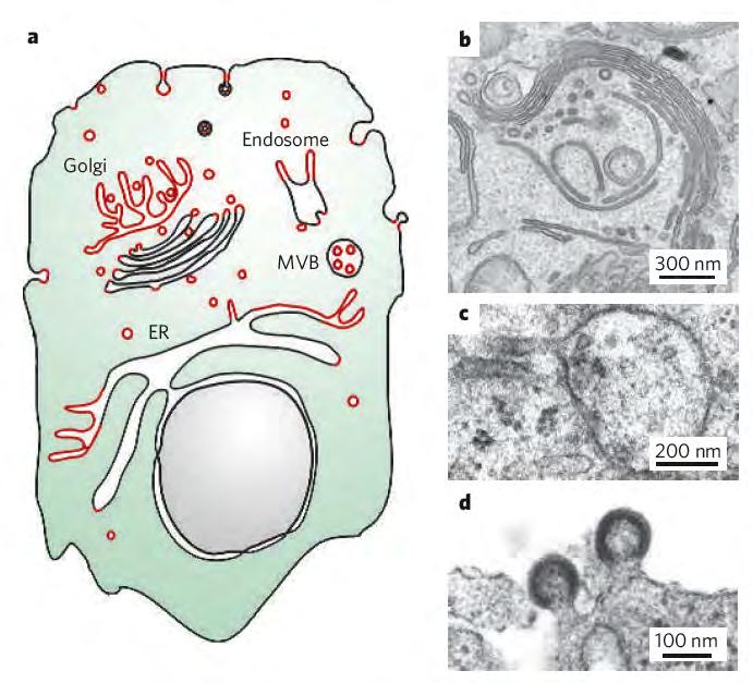Curved membranes in cells Golgi
