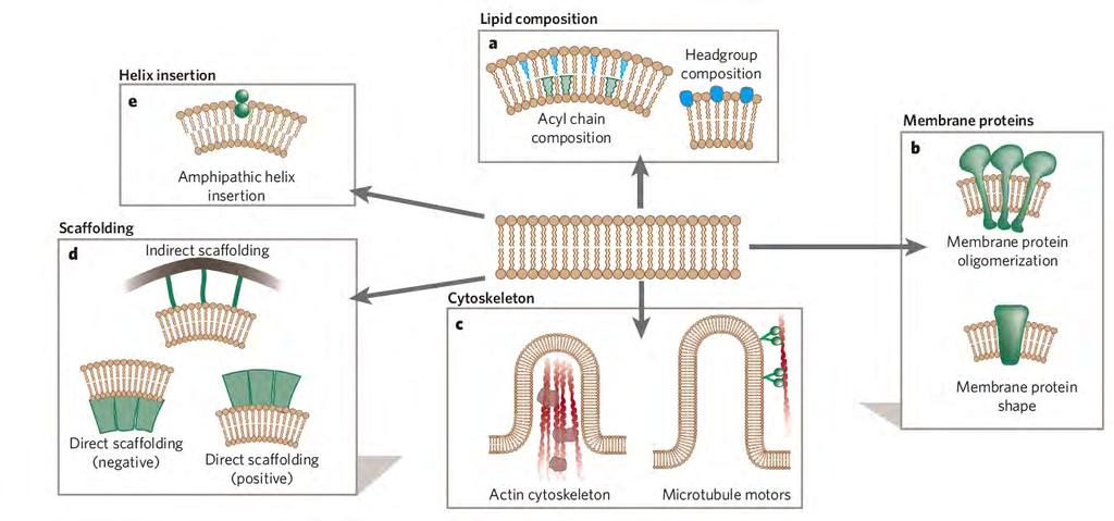 Ways to impose membrane curvature Sar1 Lipids [e.g.