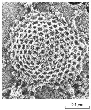 EM image of clathrin-coated pits from cytosolic side Budding of vesicles is