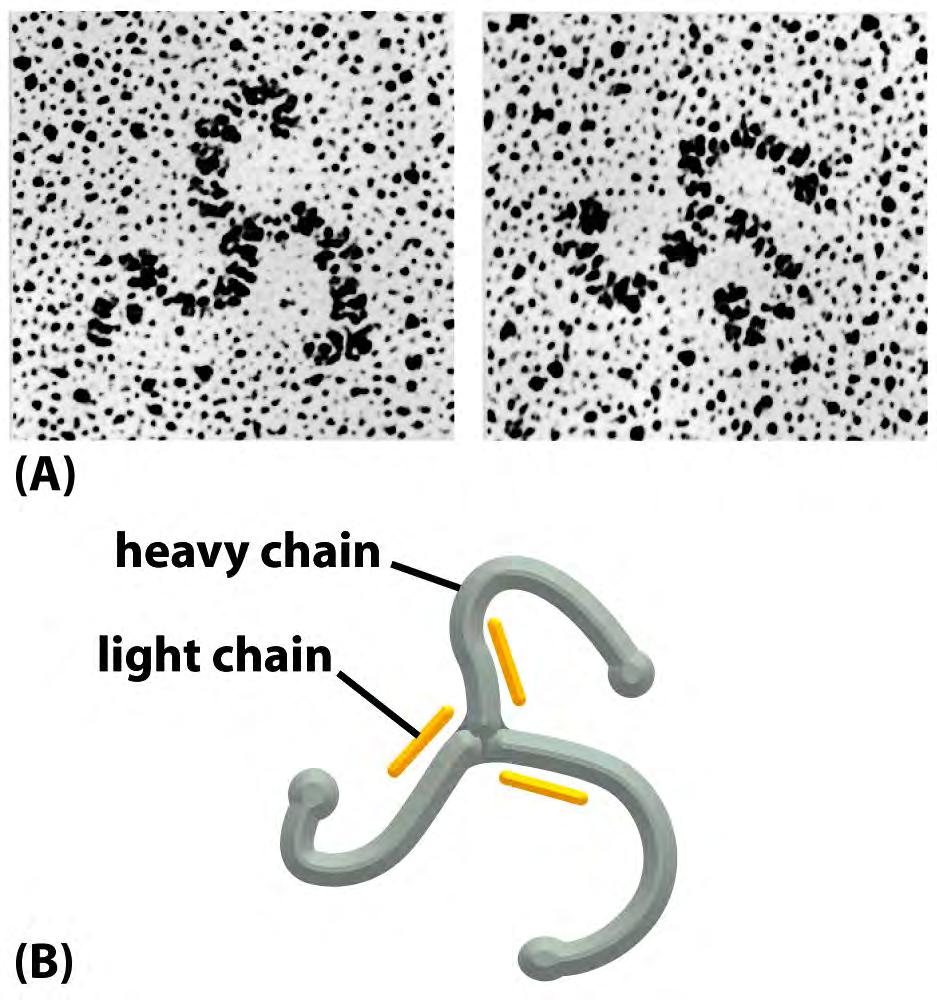 Clathrin is a major vesicle coat protein Forms a triskelion shape made of 3 heavy chains and 3 light chains.