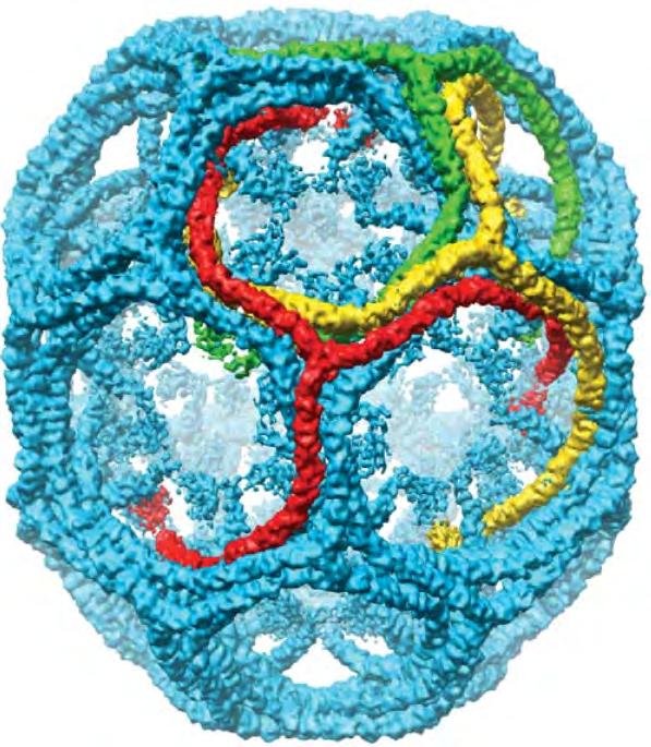 Assembly of clathrin into cages The