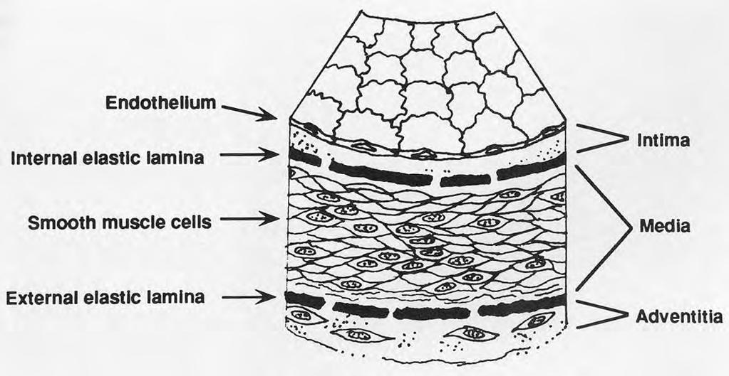 A single layer of endothelial cells lines